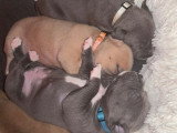 Chiots Amstaff BLEU et BLEU FAWN LOF de très grande lignée à réserver