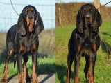 Coonhound Noir et Feu LOF de janvier 2026, 2 mâles, à réserver