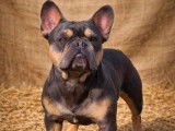 Mâle Bouledogue Français bleu tan non LOF, pour saillie