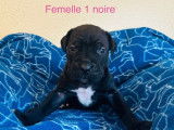 Cane Corso LOF de février 2026, 5 femelles et 4 mâles, à réserver