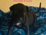 Cane Corso LOF de février 2026, 5 femelles et 4 mâles, à réserver