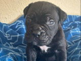 Cane Corso LOF de février 2026, 5 femelles et 4 mâles, à réserver