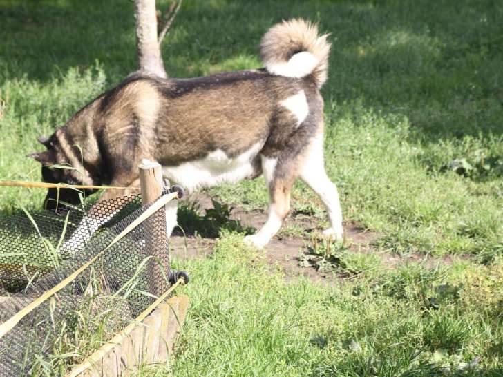 Chiots Akita Américain avec pedigree à vendre
