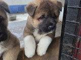 Chiots Akita Américain avec pedigree à vendre