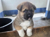 Chiots Akita Américain avec pedigree à vendre