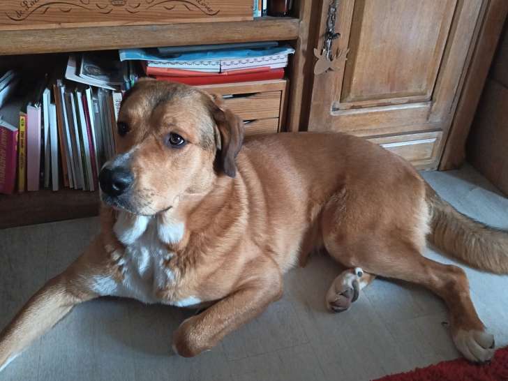 Chien Patou croisé Bouvier Bernois à donner