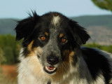 Manchas, Border collie de 4 ans à adopter en association