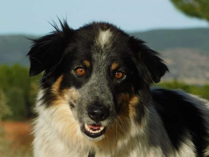 Manchas, Border collie de 4 ans à adopter en association