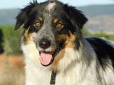 Manchas, Border collie de 4 ans à adopter en association