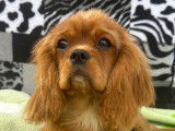 Chiot Cavalier King Charles rubis à vendre