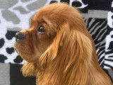 Chiot Cavalier King Charles rubis à vendre