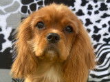 Chiot Cavalier King Charles rubis à vendre