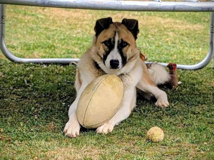 Chien croisé Border Collie à donner