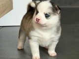 Femelle Pomsky F3 non LOF à réserver, née en février 2026, disponible en avril 2026