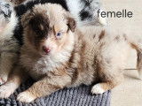 Chiots Berger Australien à vendre