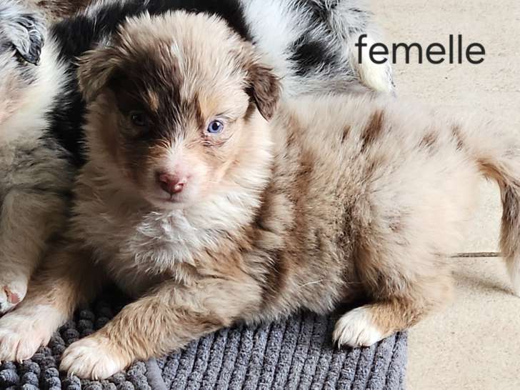 Chiots Berger Australien à vendre