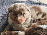 Chiots Berger Australien à vendre