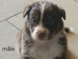 Chiots Berger Australien à vendre
