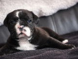 À réserver, 5 mâles et 1 femelle Bulldog Continental LOF, nés en février 2026, disponibles en avril