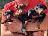 Chiots Pinscher Nain noir et feu à vendre, mâle et femelle nés en décembre 2025