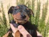 Chiots Pinscher Nain noir et feu à vendre, mâle et femelle nés en décembre 2025