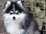Chiot mâle Pomsky F4+ à vendre, noir et blanc, né en novembre 2025, petit gabarit