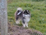 Chiot mâle Pomsky F4+ à vendre, noir et blanc, né en novembre 2025, petit gabarit
