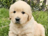 Femelle Golden Retriever à réserver (non LOF)