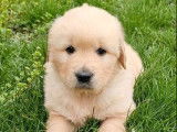 Femelle Golden Retriever à réserver (non LOF)