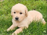 Femelle Golden Retriever à réserver (non LOF)