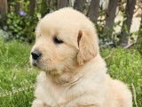 Femelle Golden Retriever à réserver (non LOF)