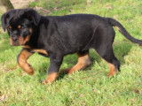 Femelle Rottweiler LOF à vendre, née en décembre 2025, disponible, excellente lignée