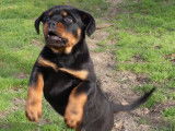 Femelle Rottweiler LOF à vendre, née en décembre 2025, disponible, excellente lignée