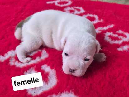 4 chiots Staffordshire Bull Terrier LOF à réserver, nés en février 2026