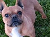 Mâle Bouledogue Français fauve clair LOF à vendre, né en août 2021