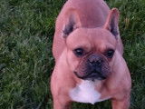 Mâle Bouledogue Français fauve clair LOF à vendre, né en août 2021