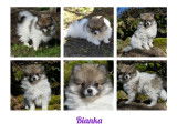 Chiots Pomsky à vendre