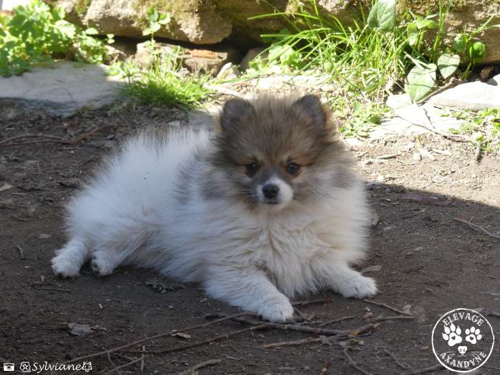 Bianka 11 semaines 1/2