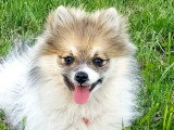 Pomsky femelle à vendre