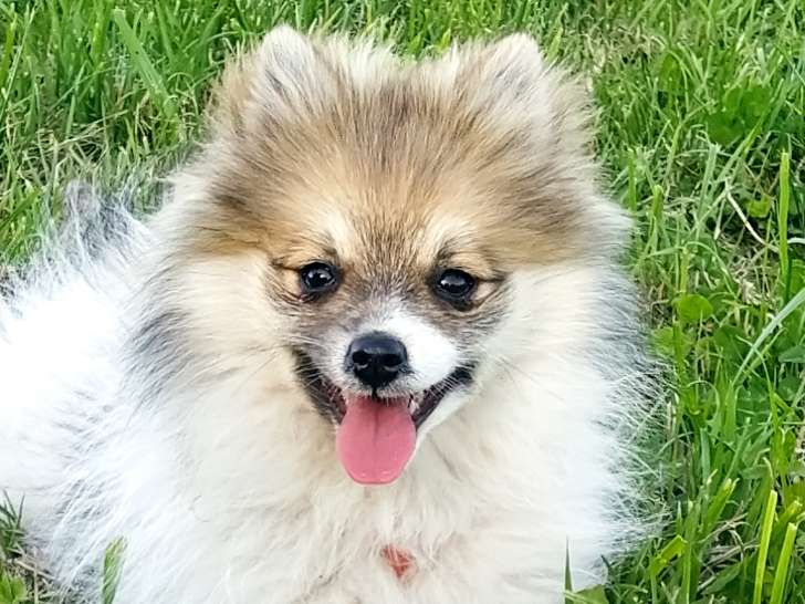 Pomsky femelle à vendre