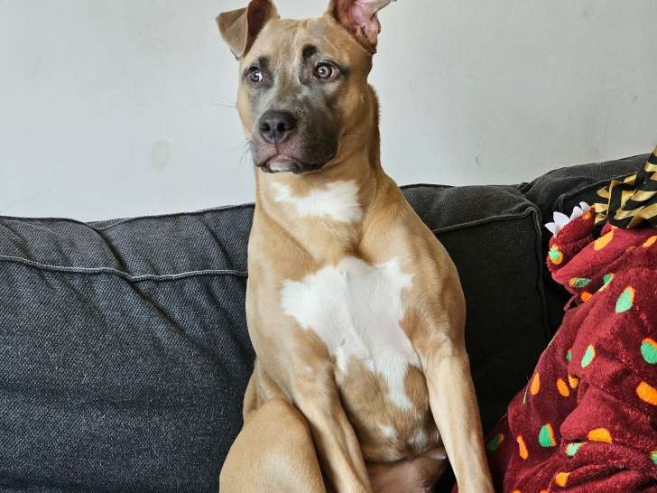 Chienne adulte Staffy croisée Labrador à donner