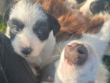 À vendre, 5 chiots Border Collie non LOF, 3 femelles et 2 mâles, nés en décembre 2025, plusieurs couleurs