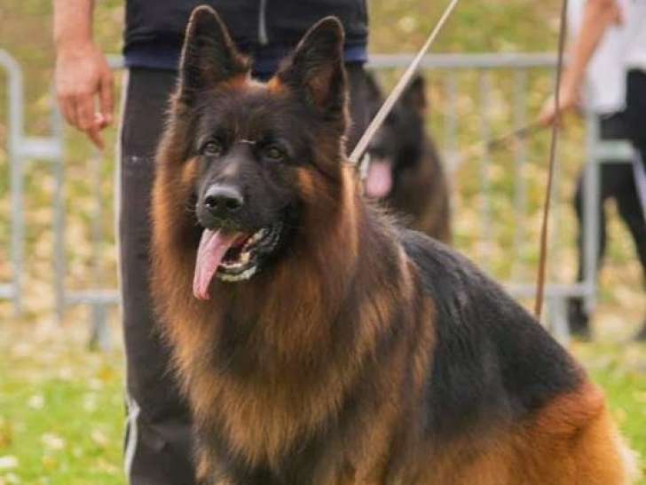 À réserver, 3 mâles et 4 femelles Berger Allemand poil long LOF, nés en décembre 2025