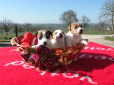 À réserver, 4 mâles et 1 femelle Jack Russell non LOF, nés en février 2026, disponibles début avril 2026