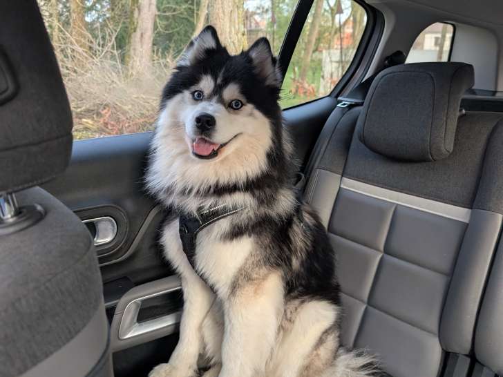 Cherche femelle Pomsky pour saillie