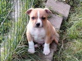 10 chiots Staffordshire Bull Terrier LOF à réserver, 7 mâles et 3 femelles nés en janvier 2026