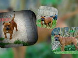 10 chiots Staffordshire Bull Terrier LOF à réserver, 7 mâles et 3 femelles nés en janvier 2026