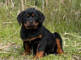 À vendre, 1 mâle et 1 femelle Rottweiler LOF, nés en décembre 2025, disponibles de suite