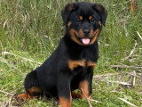 À vendre, 1 mâle et 1 femelle Rottweiler LOF, nés en décembre 2025, disponibles de suite