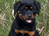 À vendre, 1 mâle et 1 femelle Rottweiler LOF, nés en décembre 2025, disponibles de suite